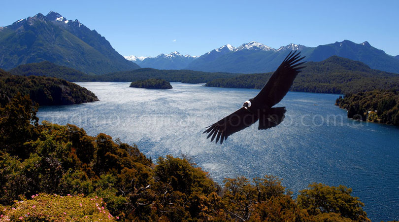 Condor en Bariloche